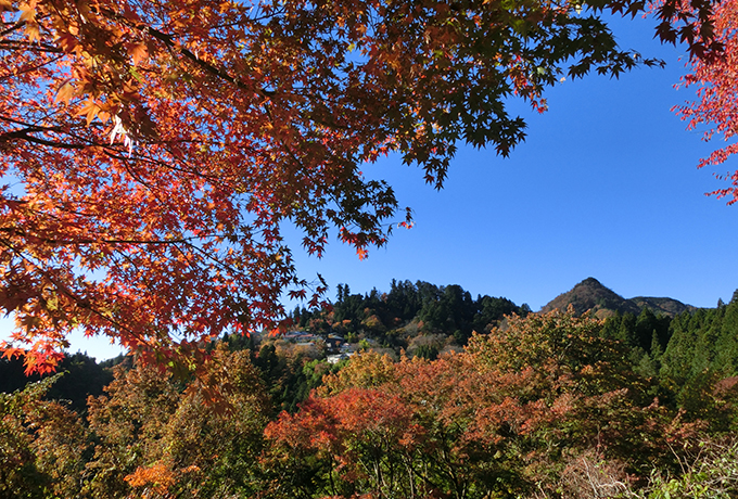 紅葉