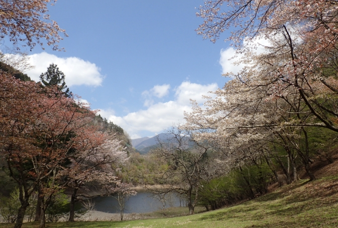 奥多摩湖畔のサクラ
