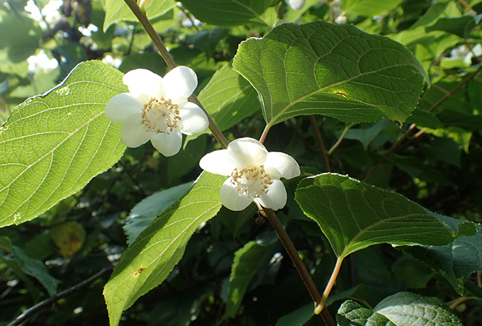マタタビの花