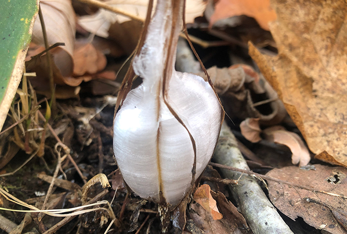氷の華
