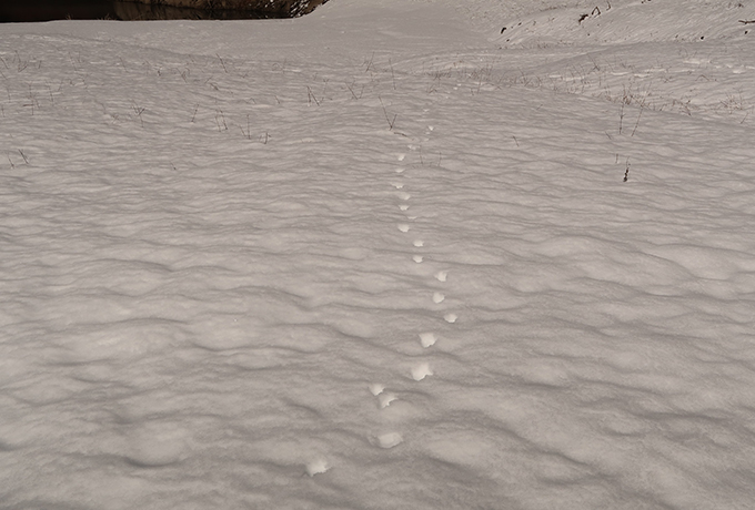 雪上の足跡
